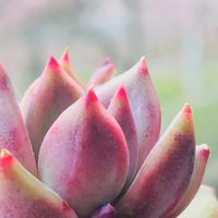 ブラックテトラ,多肉植物,幸せの多肉,幸せの刹那を積もらせよ(^o^ゞ,ありがとう♡︎⸜( ´ ꒳ ` )⸝♡︎の画像