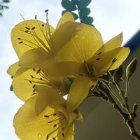 ソフォラ,ソフォラ サンキング,庭木,オージープランツ,マメ科の画像