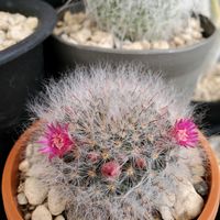 サボテン,高砂,高砂,マミラリア属,庭の画像