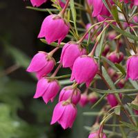 ボロニア,ボロニア,芳香性,芳香花,庭の記録の画像