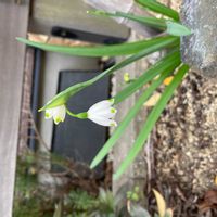 スノーフレークの画像