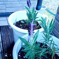 フレンチラベンダー,自宅の花壇,玄関アプローチの画像