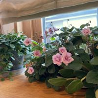 セントポーリア,セントポーリア フェアリーファウンティン,窓辺,リビング・ダイニングの画像