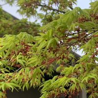 広い庭,畑の画像