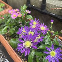 ツルニチニチソウ,ペチュニア,ミヤコワスレ,ベロニカ・オックスフォードブルー,姫オダマキの画像