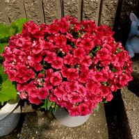 ネメシア,ネメシア　ピンクレモネード,ネメシア　ピーチグレープ,ネメシア モフモフ,ガーデニングの画像