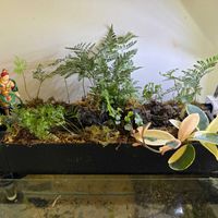 フィカス・プミラ,ホヤ・カルノーサ,ダバリア ラビットフット,かもじ苔,観葉植物の画像