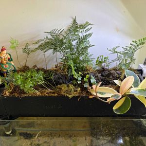 フィカス・プミラ,ホヤ・カルノーサ,ダバリア ラビットフット,かもじ苔,観葉植物の画像