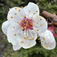 アンズ,+安曇野,小さな庭の画像