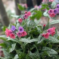 プルモナリア,プルモナリア シュリンプオンザバービー,花のある暮らし,早春の花,おうち園芸の画像