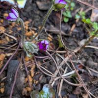 雪割草,雪割草,雪割草,雪割草,ユキワリソウ（雪割草）の画像