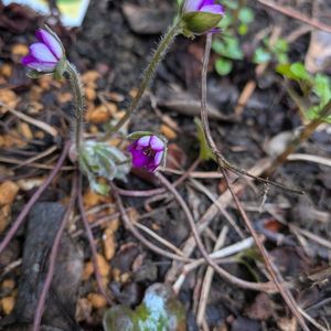 雪割草,雪割草,雪割草,雪割草,ユキワリソウ（雪割草）の画像