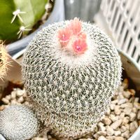 サボテン,かぐや姫,サボテンの花開花,サボテンの花✨の画像