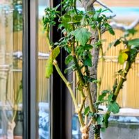 自宅の植物,今日の庭散歩,家庭菜園の画像