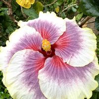 ハイビスカス,ハイビスカス⭐︎の画像