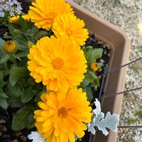 キンセンカ,ガーデニング,TANIKU MY LOVE,いいねありがとうございます♪,老眼ですみませんの画像