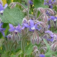 ボリジ,コーヒーの木,コーヒーの木,ペチコート水仙,源平咲き枝垂れ花桃の画像