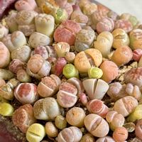 チューリップ,ツバキ,リトープス,リトープス,チューリップ 夢の紫の画像