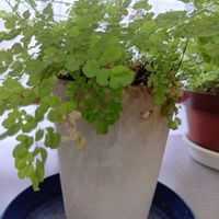 アジアンタムの画像