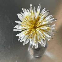 シロバナタンポポ,散歩にて,いいねをありがとうございます¨̮♡︎,キッチンの画像