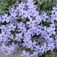 芝桜,玄関アプローチの画像