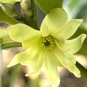 サンシュユ,シキミ,アオモジ,シダレヤナギ,ウンナンオウバイの画像