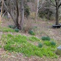 スイセン,センダン,センダン,ダンコウバイ,柿の木の画像