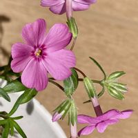 シバザクラ,ハボタン,葉牡丹,芝桜,イチジクの画像