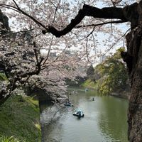サクラ,ツツジ,トルコキキョウ,ソメイヨシノ,八重桜の画像