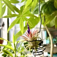 イオナンタフエゴ,エアプランツ,観葉植物,エアプランツ　イオナンタの画像