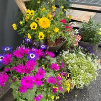 バーベナ,スーパーアリッサム,サントリー　セネッティの画像