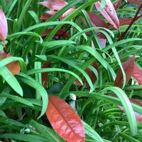 ヘメロカリスの画像