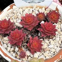 七宝樹,多肉植物 エケベリア,青森県❤︎.*,ゴールドナゲットの画像