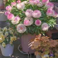 ヘリクリサム,コロロジャンボ,コロロジャンボ ピンクグラデーション,サントリー フラワーズの画像