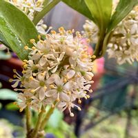 プリムラ,プリムラ　ジュリアン,プリムラ　ジュリアン,スキミア,スキミアの画像