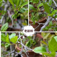 ギボウシ,キンギョソウ,鈴蘭,小さな庭の画像