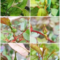 バラ,クレマチス アラベラ,ヒラタアブ.,シュリンクス,スーパーチュニア　ロリポップの画像