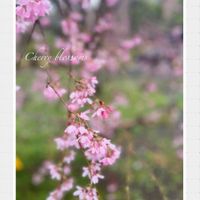 オリーブ,クリスマスローズ,ユーカリ,ビオラ,水仙の画像