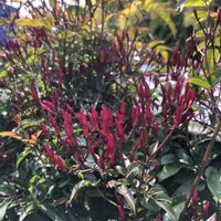 ハゴロモジャスミン,地植えの画像