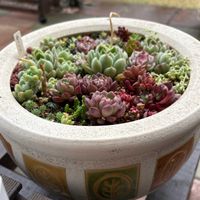 多肉植物,成長,多肉女子,フォロワーさん(*´∀｀)ﾉ ありがとぅ♪,いいね(*´∀｀)ﾉ ありがとぅ♪の画像
