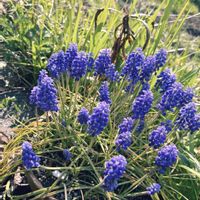 ムスカリ,リトルビューティー,ネオレゲリア・ファイヤーボール,白花たんぽぽ,団地の遊歩道…の画像