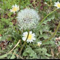 スイセン,ドクダミ,菜の花,春の花,タンポポの画像