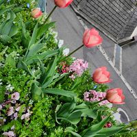 チューリップ,チューリップ,咲いた！,ありがとう,かわええのぅ♡の画像