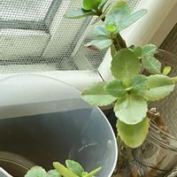 カランコエ,多肉植物,水耕栽培の画像