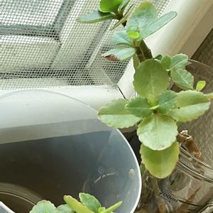 カランコエ,多肉植物,水耕栽培の画像