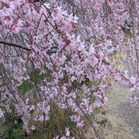 アルストロメリア,アンスリウム,カーネーション,ストック,ナデシコの画像