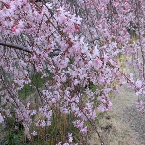 アルストロメリア,アンスリウム,カーネーション,ストック,ナデシコの画像