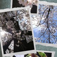 ファンファーレ,ファンファーレ,カルガモ,カルガモ,桜・そめいよしのの画像