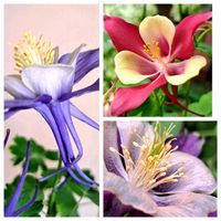 オダマキ,カロライナジャスミン,胡蝶蘭,ミディ胡蝶蘭,ペチュニア　りんの画像