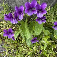 スミレ,ホンスミレ,ホンスミレ,山野草,スマホ写真の画像